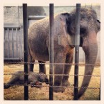 The Oregon Zoo's new baby elephant, Lily