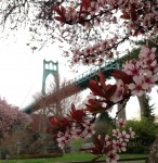 Trees blooming at Cathedral Park, with the St. John's Bridge in the background, in Portland Oregon