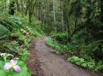 Trilliums Blooming on the Ridge Trail in Forest Park, Portland, Oregon by Shannon Wilkinson