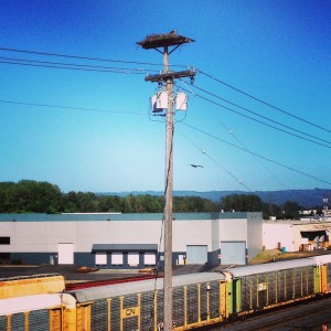 Osprey nest on a utility pole near Kelley Point Park - the confluence of the Willamette and Columbia Rivers in Portland, Oregon