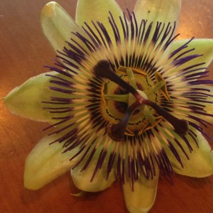 A gorgeous passionflower.