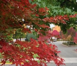 Portland is dazzling with fall color this year.
