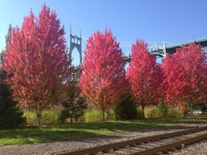 The St. Johns Bridge is looking lovely this fall.