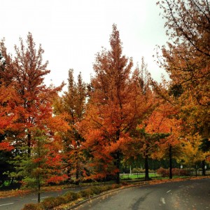 Most gorgeous Portland autumn ever