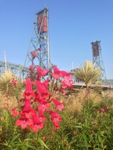 Flowers in front of the Hawthorne Bridge, Portland, Oregon